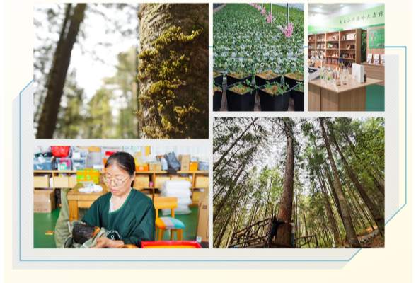 学习手记·创新理论引领创新实践 | 人与青山两不负——“林区三问”的十年答卷