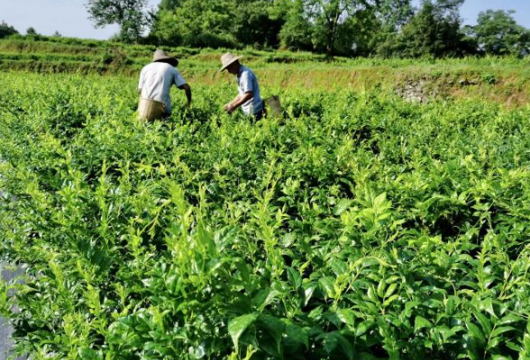 关于开展2026年度湖南省网信研究课题申报工作的通知