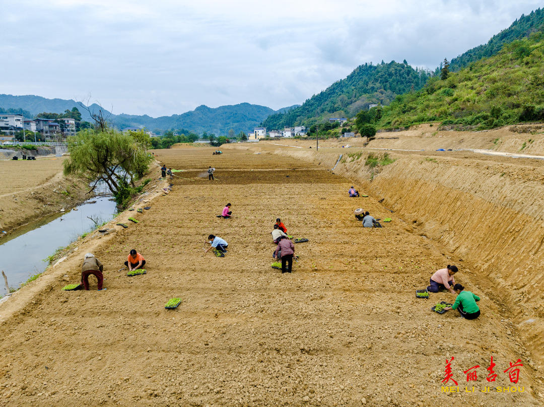 10月7日，村民在吉首市石家冲街道曙光村移栽白菜苗。