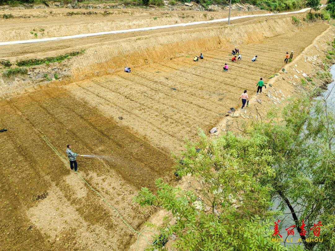 10月7日，村民在吉首市石家冲街道曙光村移栽白菜苗。