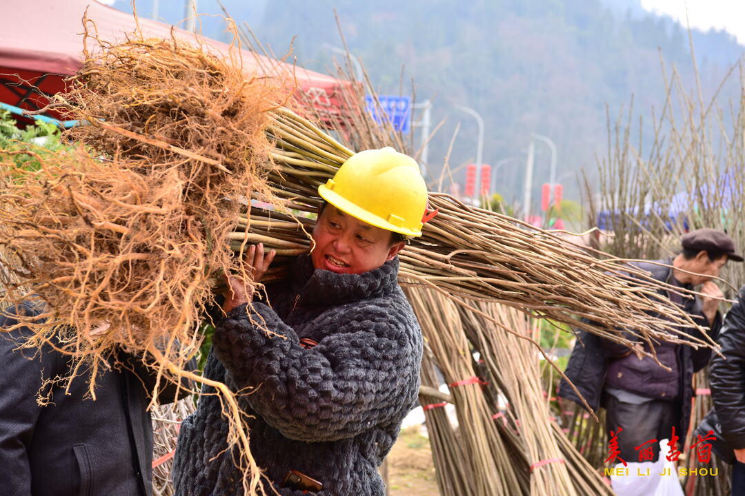 一年之计在于春，村民抓紧农时，赶在春耕春播前，购买果树苗、猪崽、农用薄膜、种子、农机农具等春耕生产必需品。