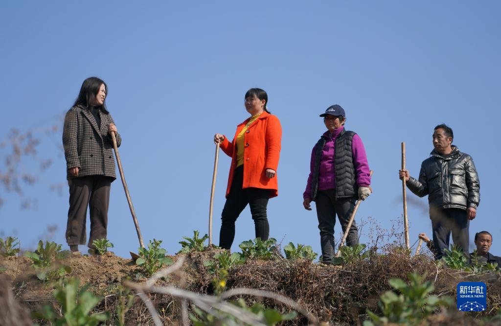 近年来，地处秦巴山区的陕西省安康市汉滨区深入实施“一村一名大学生”计划，突出“引得来、育得好、用得活、留得住”，截至目前，汉滨区回引选配752名大学生村干部投身乡村振兴，其中35岁以下541名，在高素质村干部队伍建设和推进农村高质量发展人才培育上破局，激活农村一池春水。
图为2月24日，汉滨区县河镇毛坝村党支部书记兼村委会主任成英娟（左一）与村民一起在油菜地里干活。