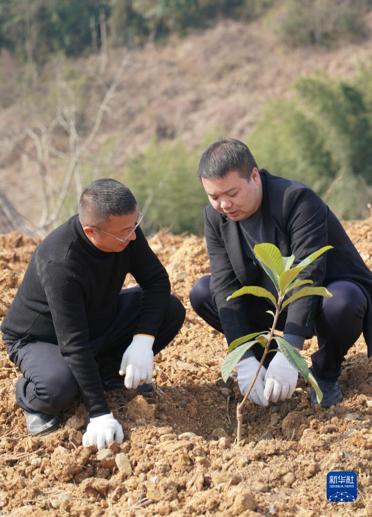 　2月25日，汉滨区建民街道青春村支部副书记唐振（右）在村子产业园种植枇杷树。