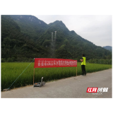 吉首：无人机“飞防” 助力“白云贡米”丰产丰收