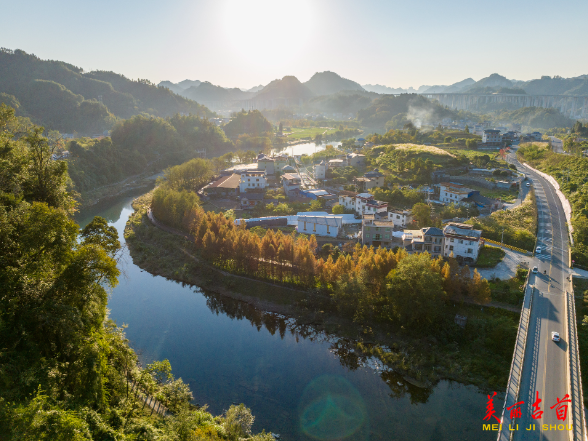 湿地水杉 冬景如画