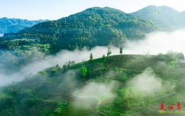 吉首市再获“2025年度茶业重点县域” 湘西黄金茶荣登“中国茶品牌TOP50”