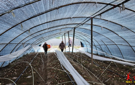 吉首市乾州街道：小菌菇撑起“致富伞” 特色产业赋能乡村振兴