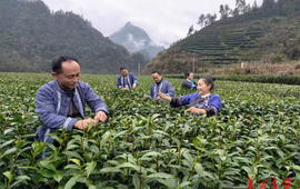 吉首市小溪村：春茶吐翠迎丰收