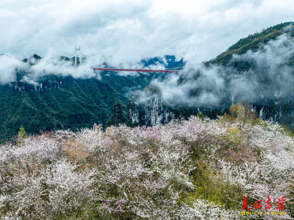 矮寨雨后云海如画