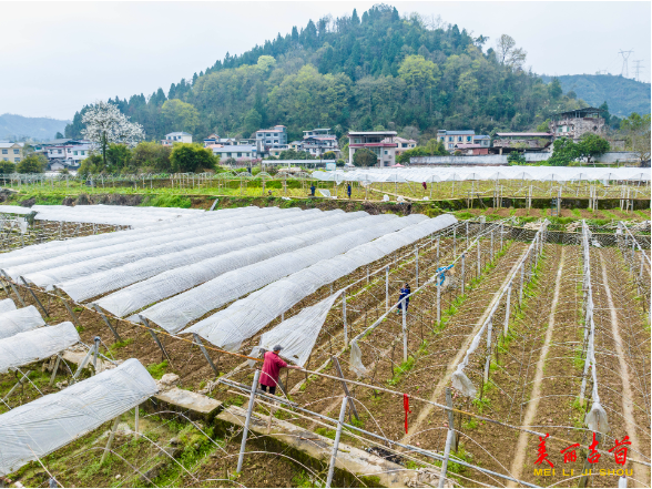 吉首：葡萄基地覆膜忙 科学培管促增收