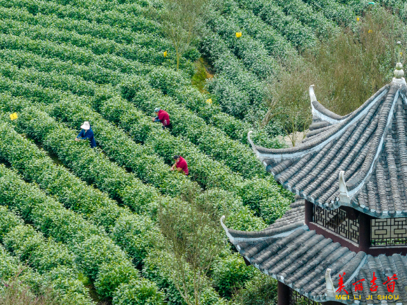 吉首：春茶吐绿采摘忙