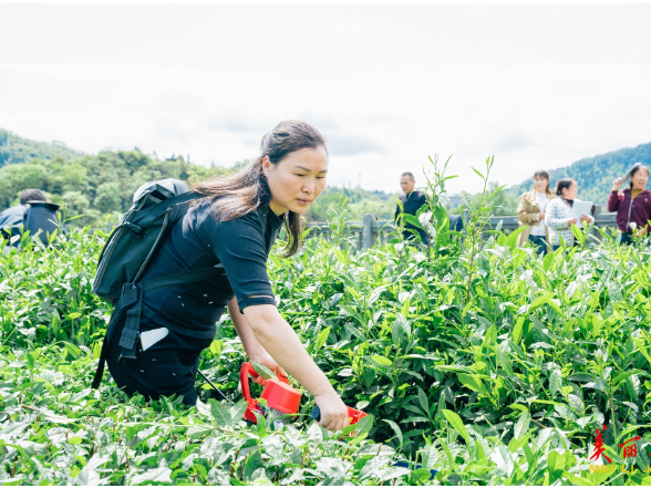 吉首：茶产业实操培训助增收