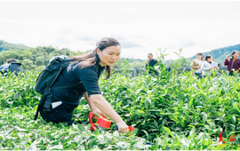 吉首：茶产业实操培训助增收