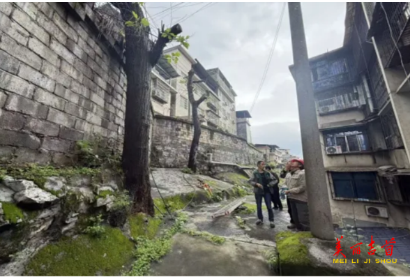 吉首：快速处置倒伏危树 消隐患护民安