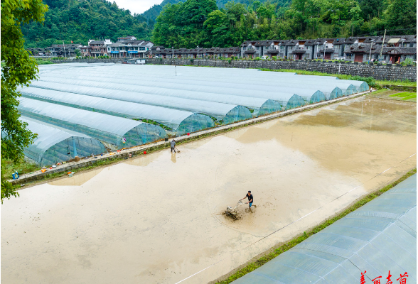 吉首：耕田好插秧