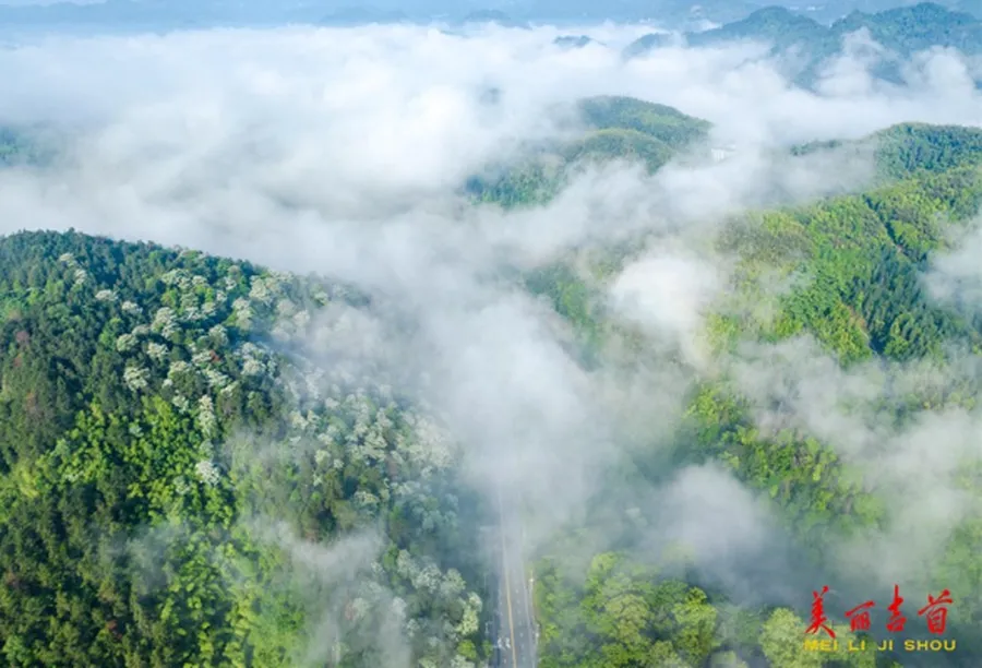 醉美青山 绿色共享