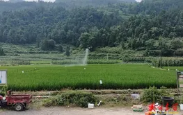 吉首：科技赋能“夏管”田间作业 无人机为水稻丰产“保驾护航”
