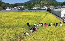 双塘街道：稻香鱼肥庆丰收 农旅融合绘就乡村振兴新图景