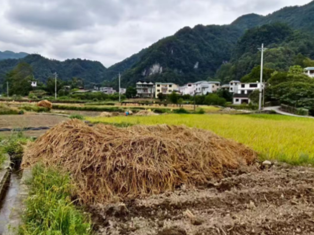 乾州街道：秸秆不烧了 有个好“归宿”