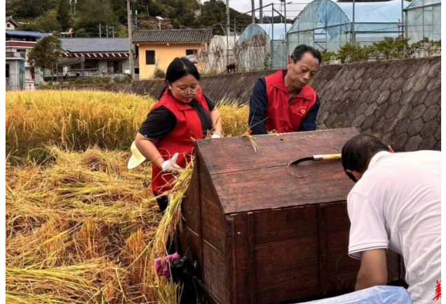 双塘街道：田间助丰收 党群心连心