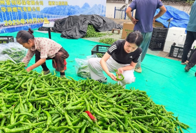 矮寨镇：高山辣椒迎丰收