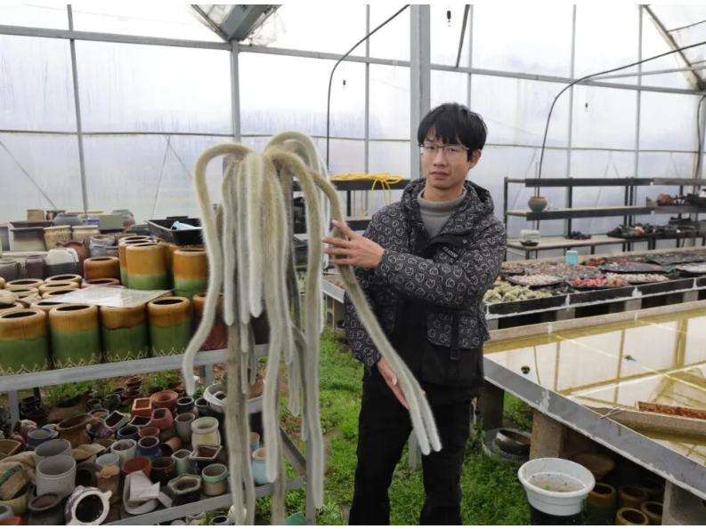 新春走基层｜“多肉棚主”的青春创业路