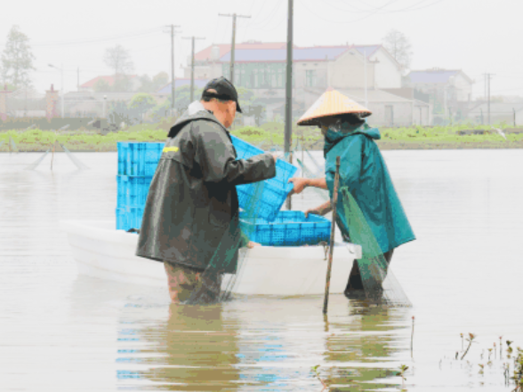望城小龙虾抢“鲜”上市