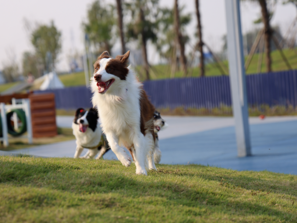 “汪汪队”集合！望城这个公共宠物乐园火了→