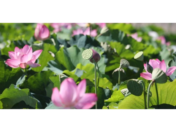 咔嚓脆响！快来承包这口夏日清甜