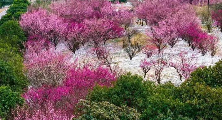 初雪撞上“梅”好花期！望城这里美成童话