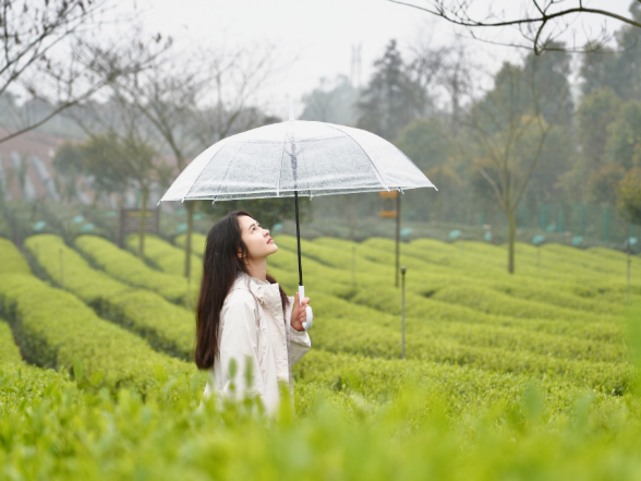 走，采茶去！望城千亩茶园等你来！