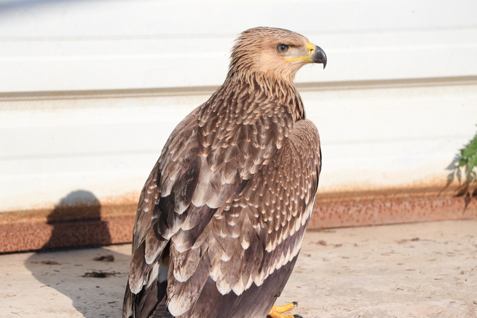 国家一级保护动物白肩雕现身华容