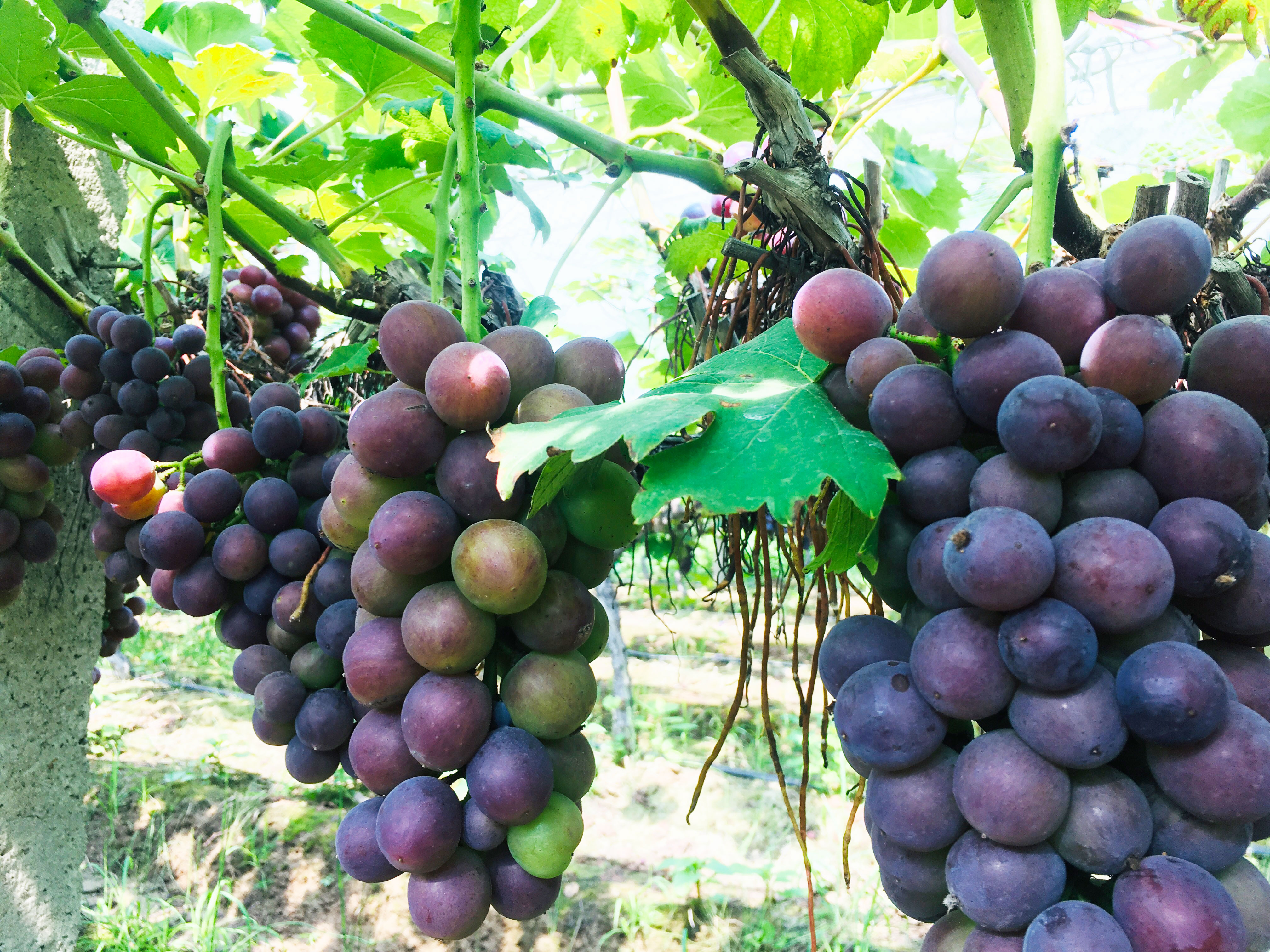 华容这里的葡萄熟了!周末采摘约起