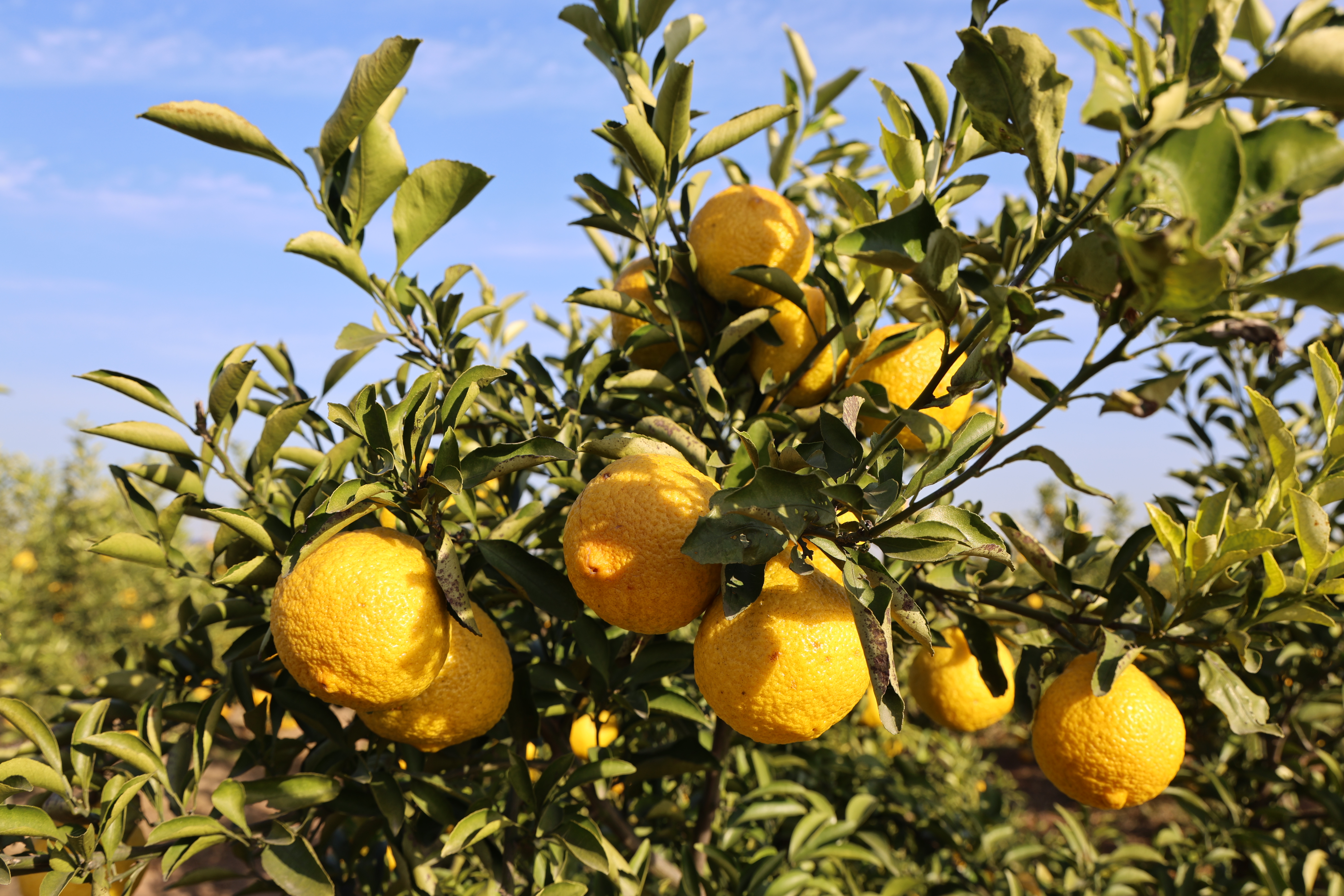 微信图片_20251129134528_922_21.jpg 微信图片_20251129134528_922_21.jpg