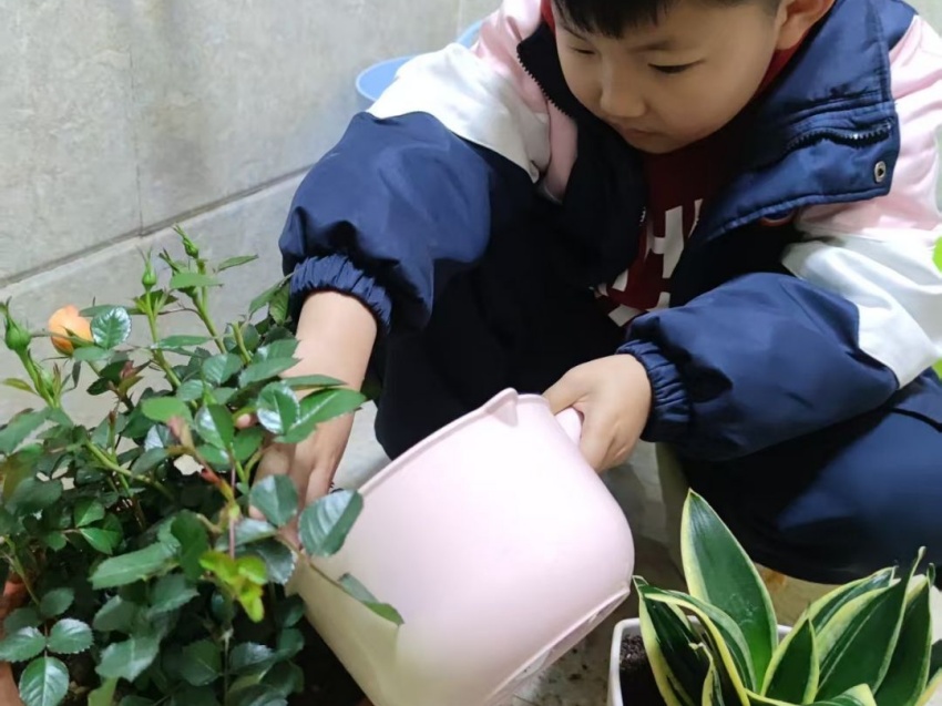 植树.jpg