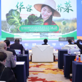 一颗芥菜闯国际|华容芥菜亮相第三届湖南国际贸易投资洽谈会