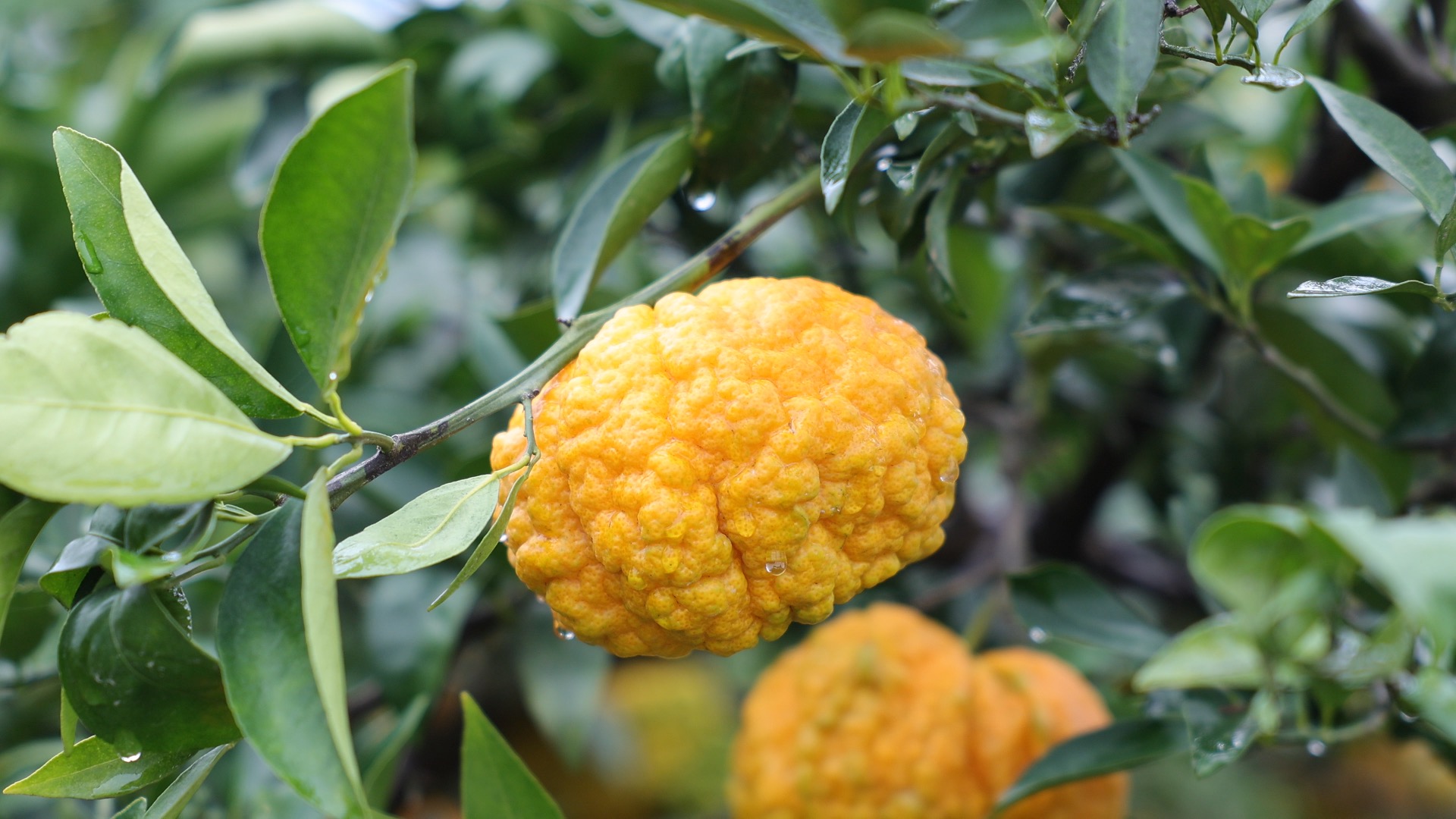 2e0bcd101a4c26d0083a4713eb3d0b72.jpg 2e0bcd101a4c26d0083a4713eb3d0b72.jpg