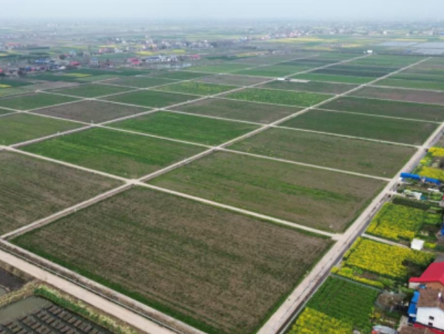 插旗镇：“红色引擎”驱动产业振兴“加速跑”