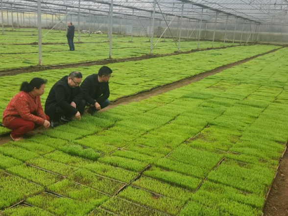 万庾镇：抢抓农时绘“丰”景 多措并举保丰收