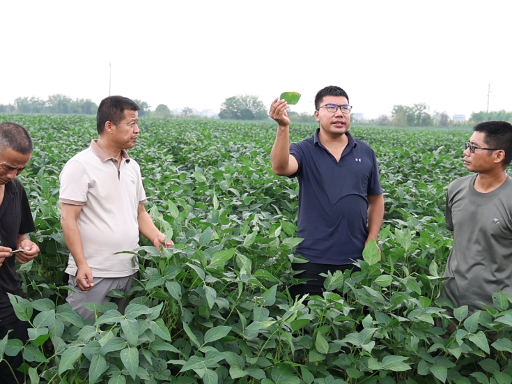 省农科院专家指导华容黄豆种植病害防治