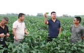 省农科院专家指导华容黄豆种植病害防治