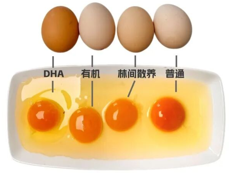 卫生与健康 | 蛋黄颜色深≠营养高！一文说清买鸡蛋的关键，别再为颜色花冤枉钱