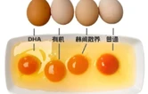卫生与健康 | 蛋黄颜色深≠营养高！一文说清买鸡蛋的关键，别再为颜色花冤枉钱