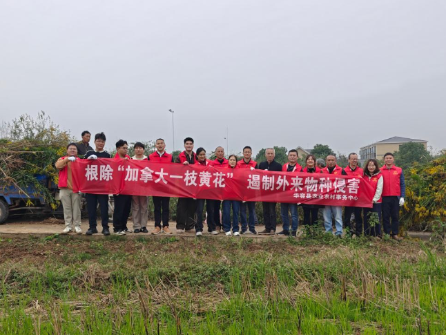清除“加拿大一枝黄花” 筑牢生物安全屏障