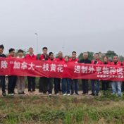 清除“加拿大一枝黄花” 筑牢生物安全屏障