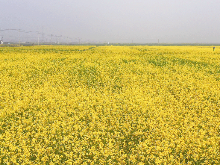 团洲乡：万亩油菜花竞相绽放 “花海经济”助农增收