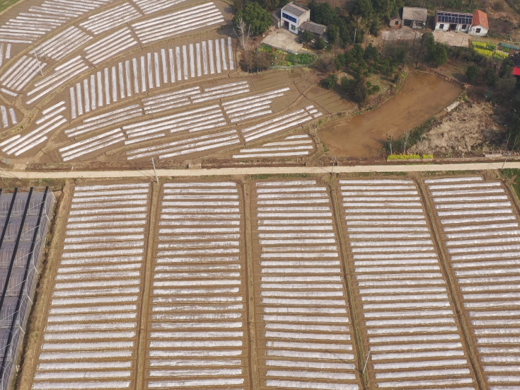 自动化育秧跑出春耕“加速度”