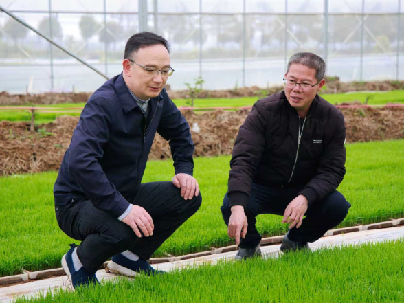 张岳平赴田家湖生态新区、禹山镇调研督导粮食生产、常态化精准帮扶等重点工作