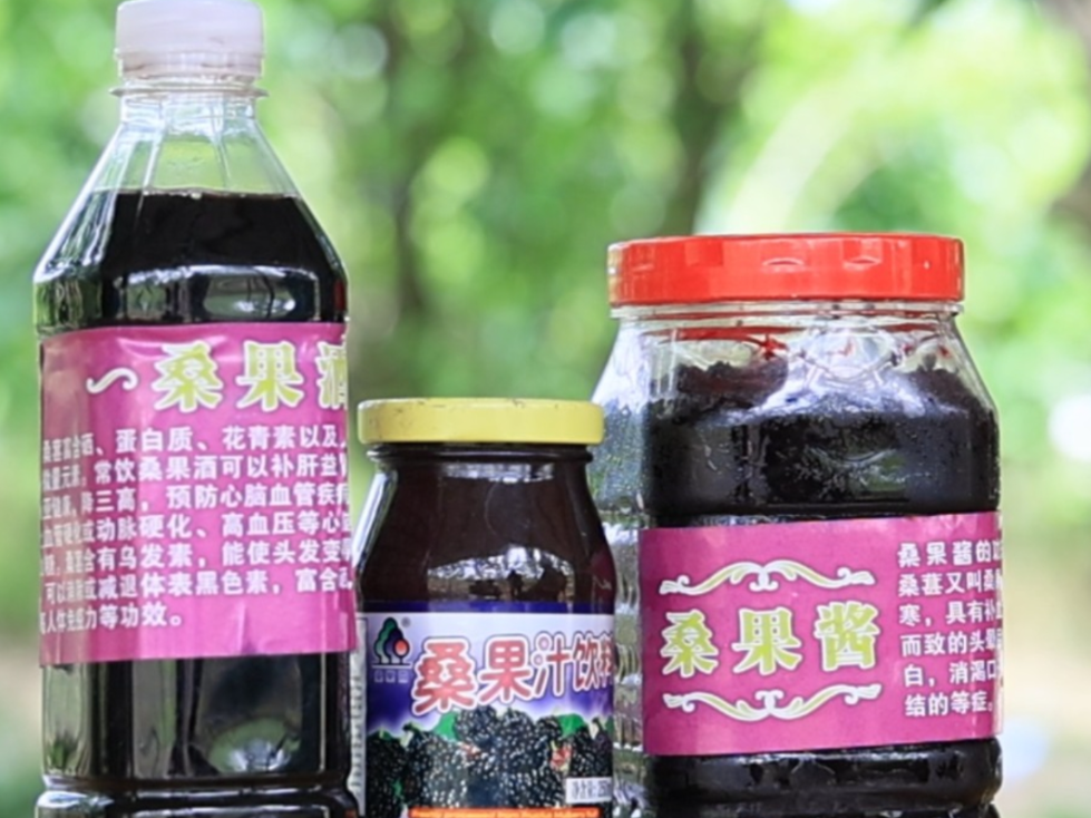 新河乡县河口村：桑葚缀满枝 采摘正当时