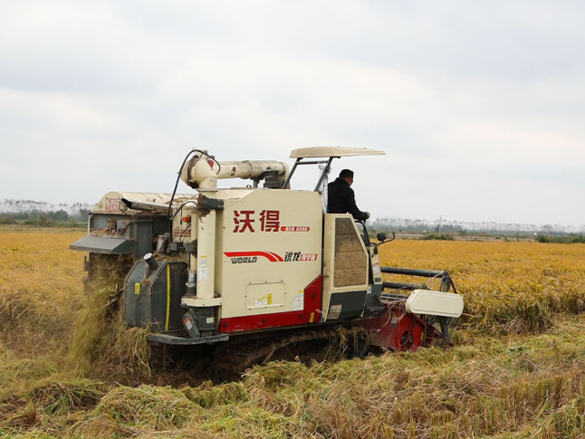 团洲垸晚稻测产亩产507.7公斤